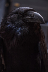 close up of black crow face