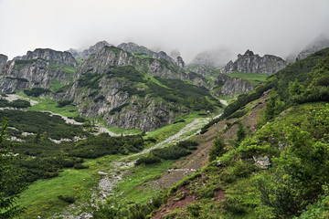 Obraz premium A mountain slope with a mountain pine and limestone rocks in the mountains Tatry in Poland.