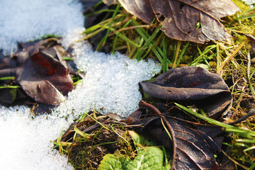 Primula vulgaris or primrose with dry leaves in the snowa bud of magnolia in snow