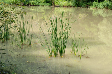Dirty water in the river after a shower