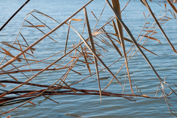 Dry, yellow reeds and cold river in winter © Roman