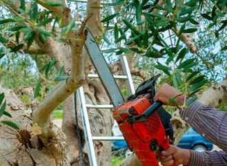 Pruning olive tree of apulia. Good agricultural practice against Xylella