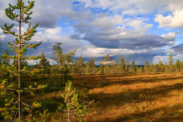 Fototapeta na wymiar Fulufjället national park, Dalarna, Sweden