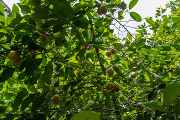 Fototapeta premium Myristica fragrans