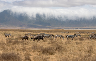 Ngorongoro Crater Safari /gnus  and zebras