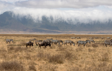 Fototapeta na wymiar Ngorongoro Crater Safari /gnus and zebras