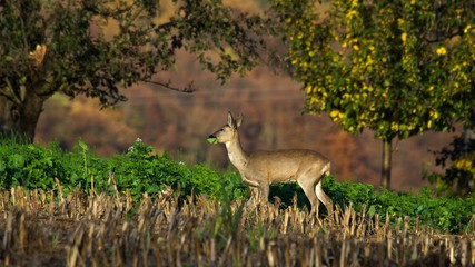 Roe deer standing in a field
