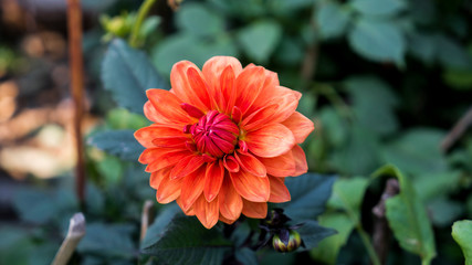 Orange Dahlia Flower