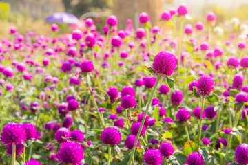 Obraz premium Purple amaranth flower in the garden with sunlight fair