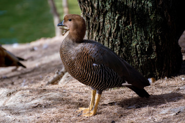 Hembra de Cauquen Comun o Ganso Magallanico - Upland Goose