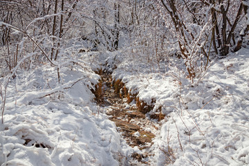 Path in the woods after a snowfall, all covered by a white icy blanket.