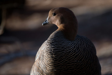Hembra de Cauquen Comun o Ganso Magallanico - Upland Goose © Azahara