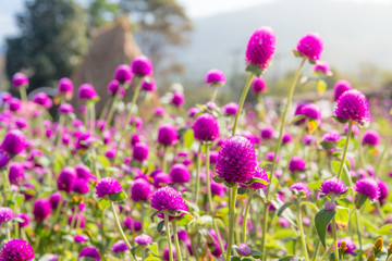 Obraz premium Purple amaranth flower in the garden with sunlight fair