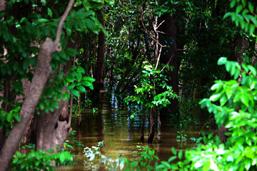 Manaus, Amazonas, Brazil. Rio Negro river and its beauties that enchant to all visitors. Amazonia, the living nature.