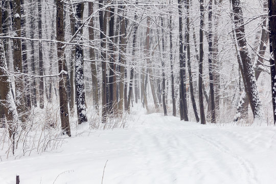 Fototapeta forest in a winter