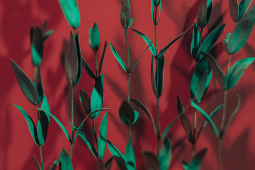 Eco decor concept. Young green stems on red background. Selective focus effect.