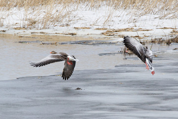 Greylag goose in spring