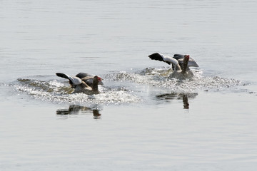Greylag goose in spring