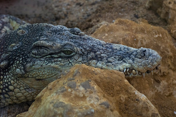 Cocodrilo del Nilo