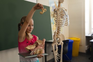 Side view of schoolgirl explaining anatomical model in classroom