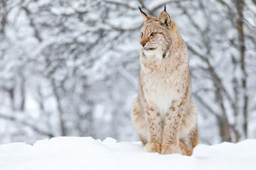 Gordijnen Close-up van trotse lynxkat in de wintersneeuw © kjekol