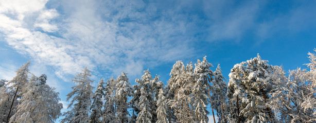 Banner: verschiedene schneebedeckte Baumkronen vor blauem Himmel