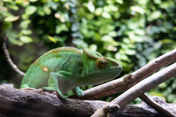 chameleon on a branch
