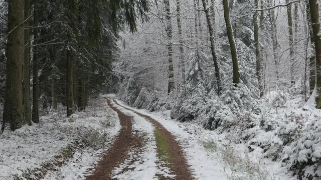 Snow covered forest and forest track in winter, Serrig, Saar Valley, Rhineland-Palatinate, Germany, Europe