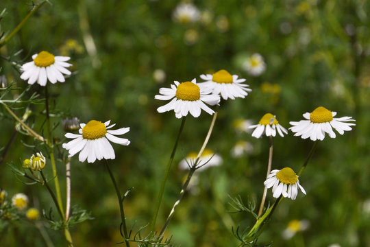 Camomilla fiori