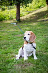 Beagle dog sitting on grass with leash attached