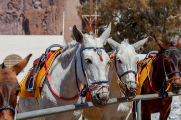 Donkeys for horse riding in the village Oia.