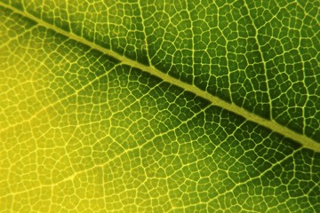 Close-up of a fake orange blossom leaf (Pittosporum tobira)