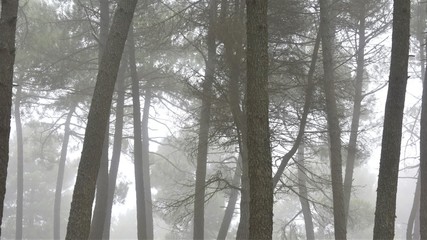 Pines in the fog