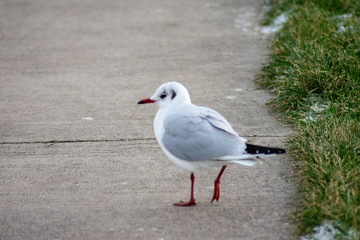 Seagull walking