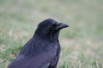 Crow profile