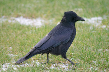 Crow walking