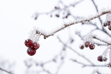 Frost, Winter, Eiskristalle