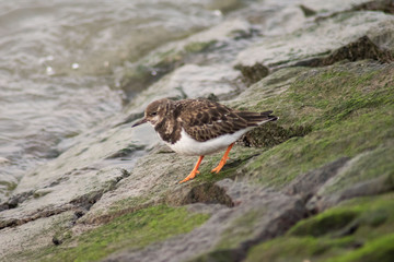 Ruddy turnstone