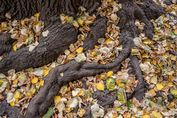 Beautiful roots of huge tree covered with fallen autumn leaves in cloudy autumn day in downtown Sofia, Bulgaria