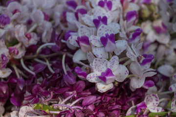 Close up purple and white orchid flower.Giant Rhynchostylis Scientific name Rhynchostylis gigantea(Lindl.) Ridl.