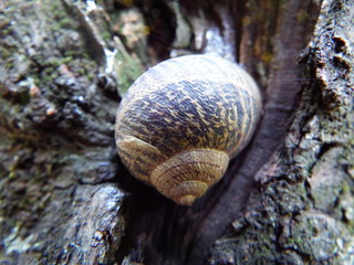 snail on a tree