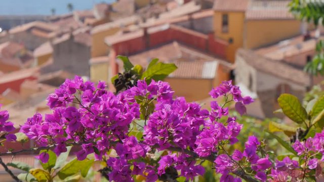 Detail view of local flora, Menton, Alpes-Maritimes, Cote d'Azur, Provence, French Riviera, France, Mediterranean, Europe 