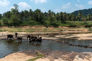 On the river are large and small elephants with a drover. In the foreground is a rocky shore. In the background is the jungle. Summer, sunny day, blue sky.