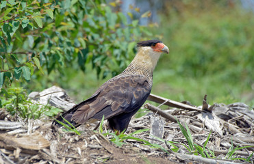 Southern caracara hunting on the grass