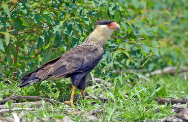 Southern caracara hunting on the grass