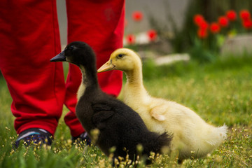 close up little black and yellow fluffy ducklings on green grass with women's legs in red jeans/ farm background 
