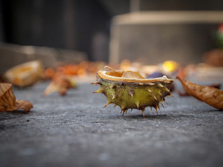 Chestnut shell on the ground