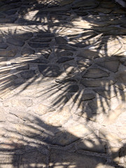 Palm tree patterns
