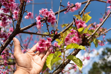 Close up Hand touching Prunus Cerasoides Pink Wild Himalayan Cherry tree