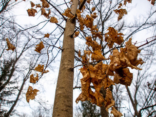 Fototapeta premium last brown leaves on a tree in winter